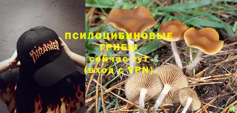 закладки  Губаха  Галлюциногенные грибы Cubensis 